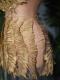 Golden Feather Pattern & Rhinestone Dress